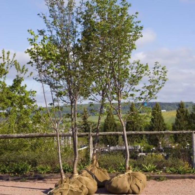 Large Oak Trimming in Irving