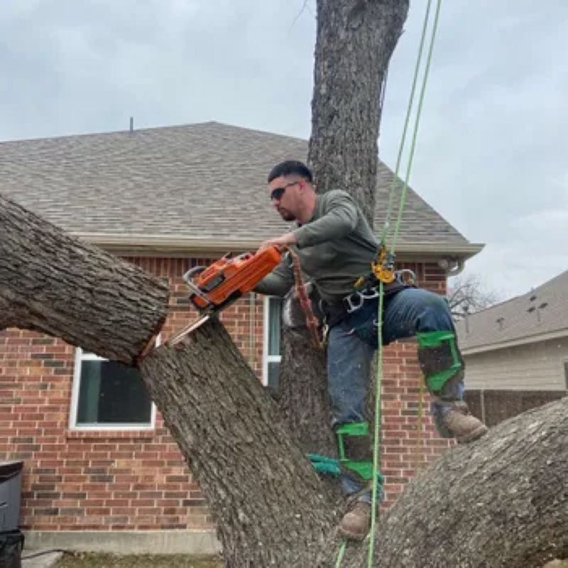 Tree Trimming in Irving