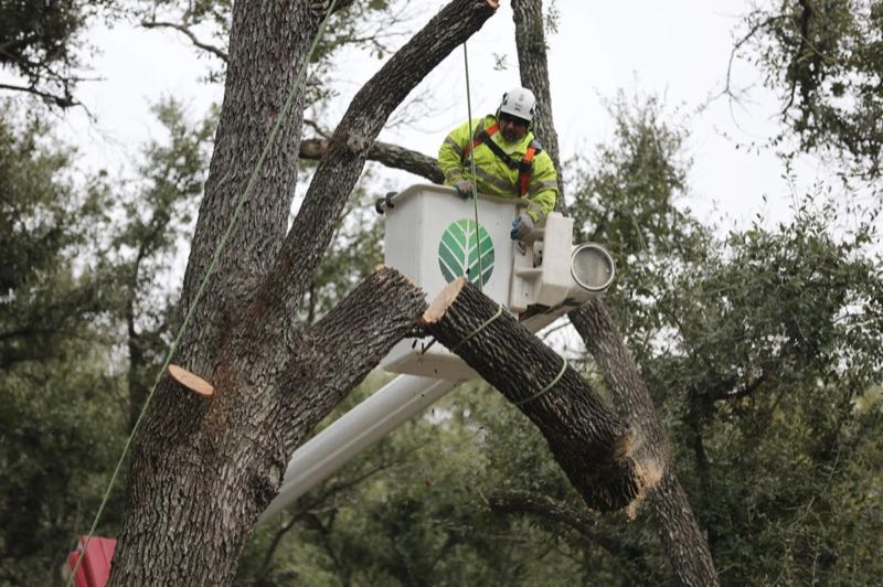 Tree Removal in Irving