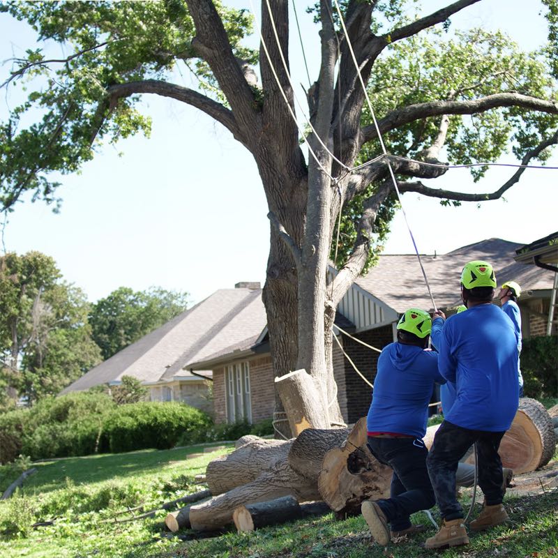 Stump Grinding in Irving