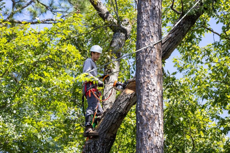 Canopy Trimming in Irving
